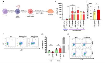 Massively HIV-1-infected macrophages exhibit a severely hampered ability to differentiate into osteoclasts
